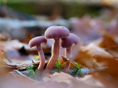 ai工具集合网站App首页截图，深色背景蓝紫渐变配色，顶部场景分类导航栏，下方工具卡片网格布局，每张卡片显示工具名称评分和免费标签